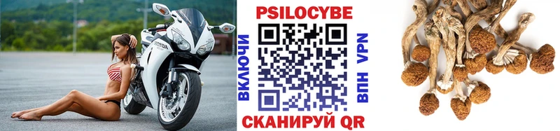 Купить где  Корсаков  Галлюциногенные грибы Psilocybe 
